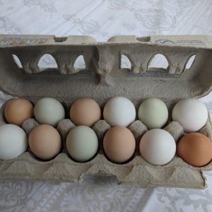 Pastured Organically Fed Free Range Eggs 1 Dozen