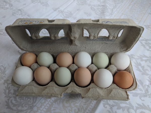 Pastured Organically Fed Free Range Eggs 1 Dozen
